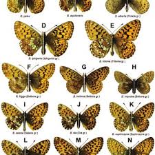 Attēlu rezultāti vaicājumam “Boloria titania underside”