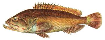 Image result for Epinephelus marginatus