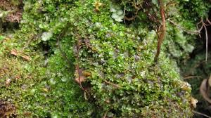 Attēlu rezultāti vaicājumam “Riccardia latifrons”