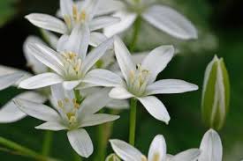 Attēlu rezultāti vaicājumam “Ornithogalum umbellatum”