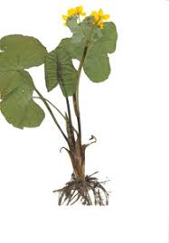 Attēlu rezultāti vaicājumam “Caltha palustris”