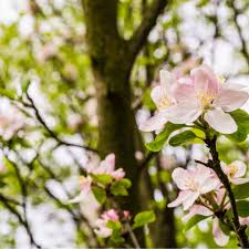 Attēlu rezultāti vaicājumam “Malus sylvestris”