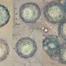 Attēlu rezultāti vaicājumam “Lamprospora tortulae-ruralis”