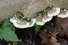 Attēlu rezultāti vaicājumam “Cerrena unicolor”