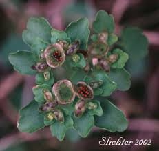 Attēlu rezultāti vaicājumam “Chrysosplenium alternifolium flower”