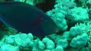 Image result for Scarus fuscopurpureus