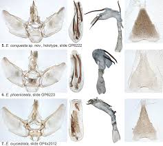 Attēlu rezultāti vaicājumam “Eupithecia icterata female”