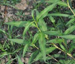 Attēlu rezultāti vaicājumam “Persicaria maculosa leaf”
