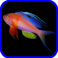 Image result for Rhomboplites aurorubens