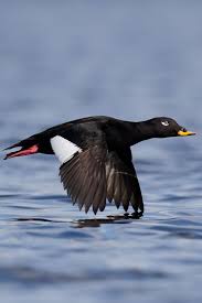 Attēlu rezultāti vaicājumam “Melanitta fusca”