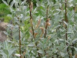 Attēlu rezultāti vaicājumam “Salix lapponum”