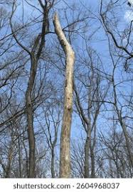 Attēlu rezultāti vaicājumam “Hymenoscyphus fraxineus”