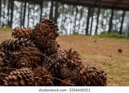 Attēlu rezultāti vaicājumam “Pinus sylvestris fruit”