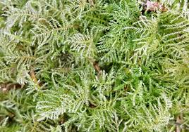 Attēlu rezultāti vaicājumam “Eurhynchium praelongum”