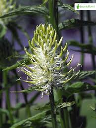 Attēlu rezultāti vaicājumam “Phyteuma spicatum fruit”