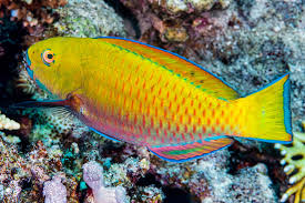 Image result for Chlorurus gibbus