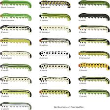 Attēlu rezultāti vaicājumam “Neodiprion sertifer larva”