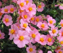 Attēlu rezultāti vaicājumam “Helianthemum x hybridum flower”