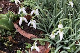 Attēlu rezultāti vaicājumam “Galanthus nivalis fruit”