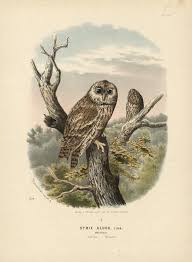 Image result for Strix aluco