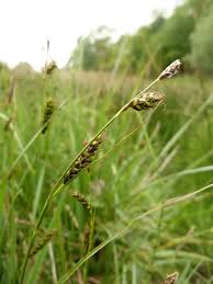 Attēlu rezultāti vaicājumam “Carex lepidocarpa fruit”