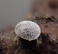 Attēlu rezultāti vaicājumam “Didymium verrucisporum spores”