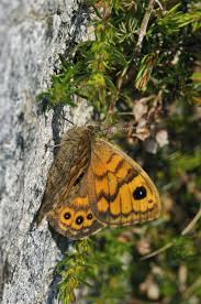 Attēlu rezultāti vaicājumam “Lasiommata megera underside”