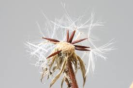 Attēlu rezultāti vaicājumam “Crepis tectorum flower”