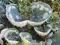 Attēlu rezultāti vaicājumam “Peltigera extenuata”