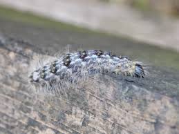 Attēlu rezultāti vaicājumam “Acronicta megacephala”