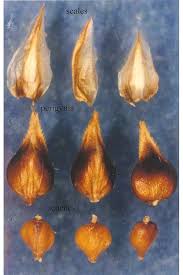 Attēlu rezultāti vaicājumam “Carex diandra”