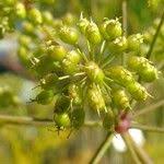 Attēlu rezultāti vaicājumam “Cicuta virosa leaf”