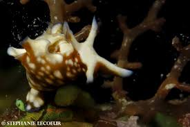 Attēlu rezultāti vaicājumam “Hoplia parvula imago”