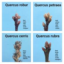 Attēlu rezultāti vaicājumam “Quercus robur bud”