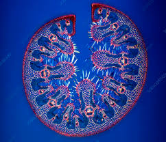 Attēlu rezultāti vaicājumam “Ammophila arenaria”