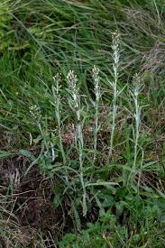 Attēlu rezultāti vaicājumam “Gnaphalium sylvaticum flower”