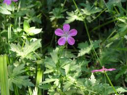 Attēlu rezultāti vaicājumam “Geranium palustre flower”