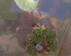 Attēlu rezultāti vaicājumam “Gerridae imago”