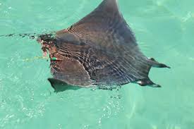 Image result for Mobula munkiana