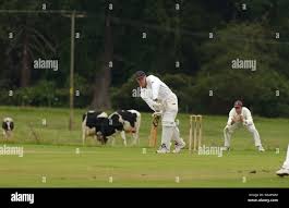 Image result for Frankton Cc