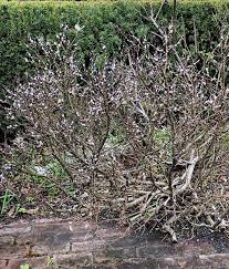 Attēlu rezultāti vaicājumam “Salix lapponum leaf”