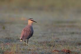 Image result for Vanellus gregarius