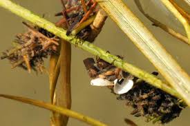 Attēlu rezultāti vaicājumam “Limnephilus larva”