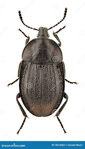 Attēlu rezultāti vaicājumam “Phosphuga atrata”