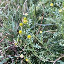 Attēlu rezultāti vaicājumam “Matricaria discoidea flower”