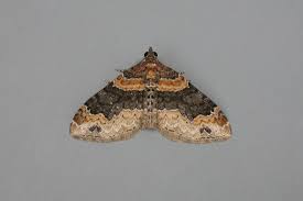 Attēlu rezultāti vaicājumam “Xanthorhoe ferrugata”