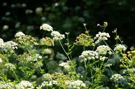 Attēlu rezultāti vaicājumam “Aegopodium podagraria flower”