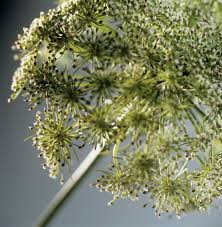 Attēlu rezultāti vaicājumam “Anethum graveolens”