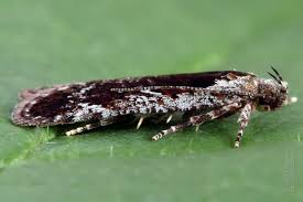 Attēlu rezultāti vaicājumam “Agonopterix hypericella”