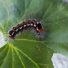 Attēlu rezultāti vaicājumam “Euproctis similis imago”